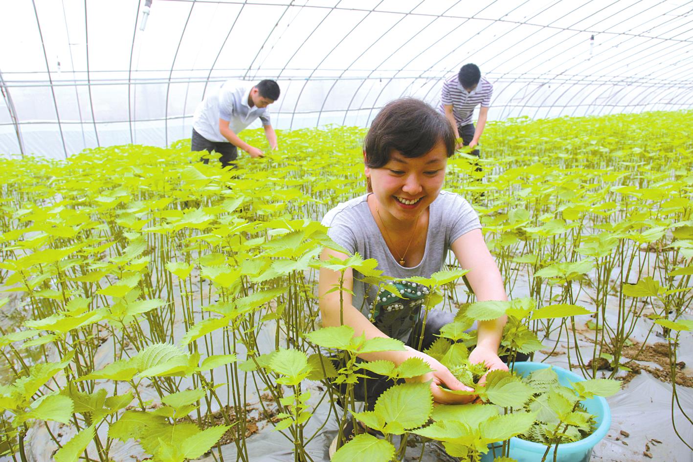 连云港大学生村官的前途到底怎么样呢.?-大学