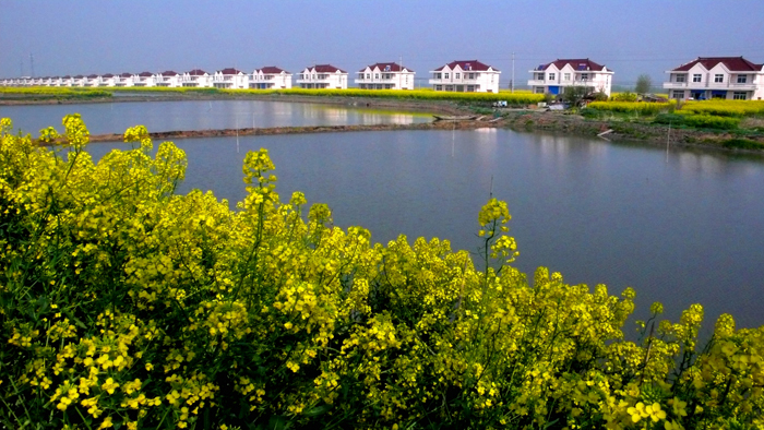 乡村简介 东旺村位于兴化市西北部湿地保护区缸顾乡境内,闻名全国的