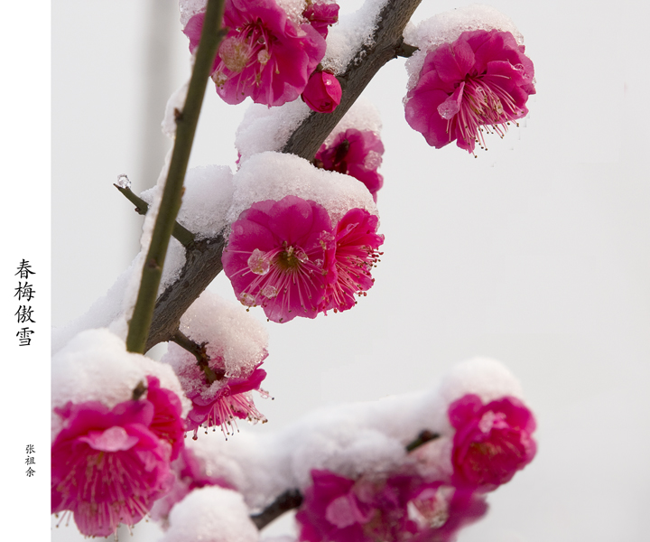 春梅傲雪
