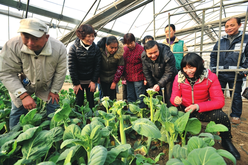 盆栽蔬菜种植技术哪里可以学 W020141226319298642110.jpg