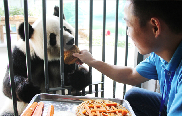 苏州：大熊猫吃月饼开心过中秋