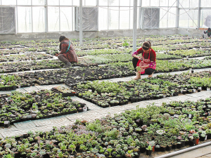 省内最大多肉花卉种植基地 落户茅村