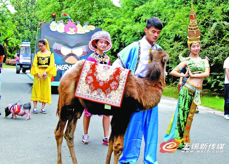 图为无锡动物园开展动物巡游彩排。(刘芳辉 摄) 记者从无锡文旅集团获悉,中秋、国庆佳节将至,无锡各大景区纷纷推出金秋活动。除了有桂花、菊花、向日葵等秋花可赏,还有灯光节、烟花大会、海底音乐舞台剧等各具特色的旅游文化盛宴以飨游客。 2015年,各家景区卯足了劲,将金秋文化品牌活动做大做强、做足特色。鼋头渚的中秋赏月烟花大会,在今年将首次加入激光秀和立体烟花产品,给大家带来全新的立体视觉体验。金秋的惠山菊会和惠山古镇夜游会搭档,引进传统非遗文化皮影艺术,并与古镇美食文化完美结合。通过看满园