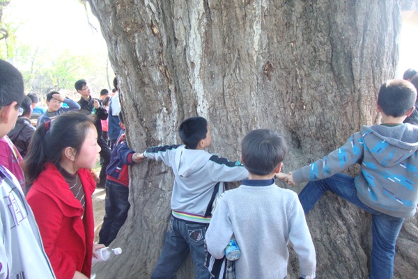 九华镇马桥小学组织中高年级师生前往九华镇赵元村参观千年古银杏树