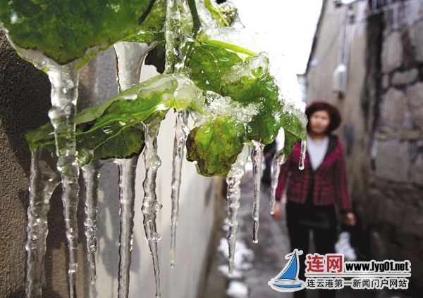 【连网】昨日,海州古楼社区小巷内,屋檐下许多条冰锥参差不齐,形态