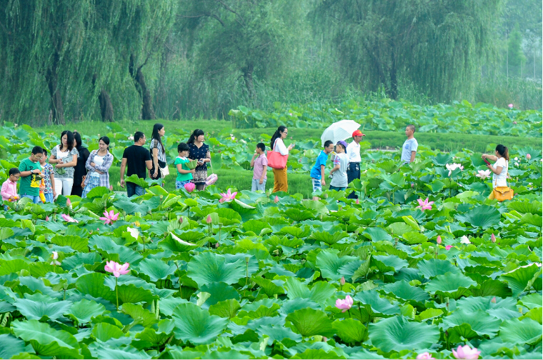 荷花荡景区吸引众多游客