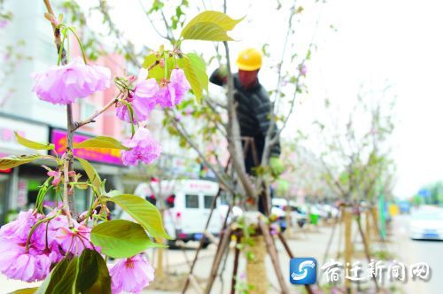 宿迁市区5条道路绿化提档升级
