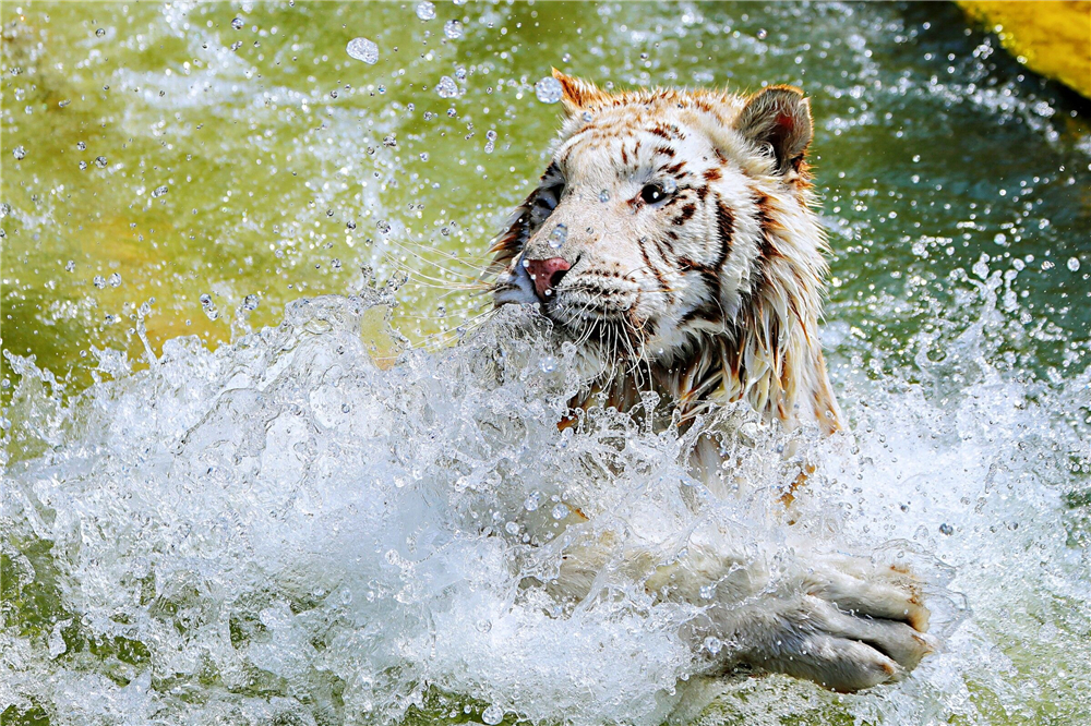 强国·新江苏拍客佳作选⑨沉浸时令之美·夏至